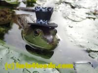 /home//u458753944/public_html/sourcegallery///Frogs/More bullfrogs/P8180191.JPG